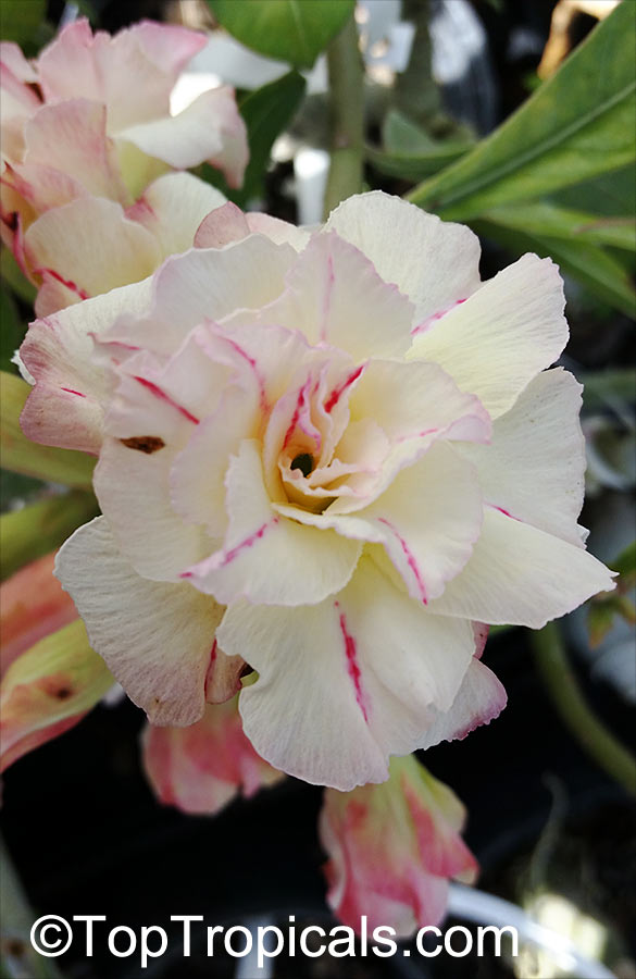Adenium hybrid (double flower), Double Flower Desert Rose Hybrid. Adenium 'Siam Smile'