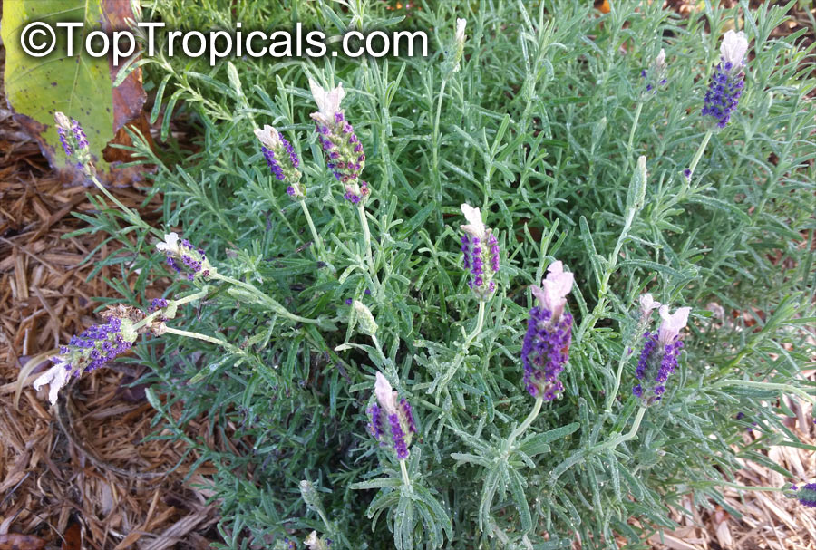 Lavandula stoechas , Spanish Lavender, Stoechas Lavender, Topped Lavender, Rabbit Ears, Papillon 