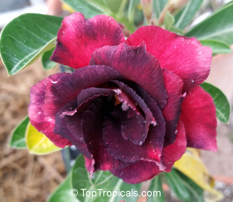 Adenium hybrid (double flower), Double Flower Desert Rose Hybrid. Adenium 'Black Window'