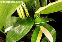 Aspidistra sp., Cast Iron Plant

Click to see full-size image