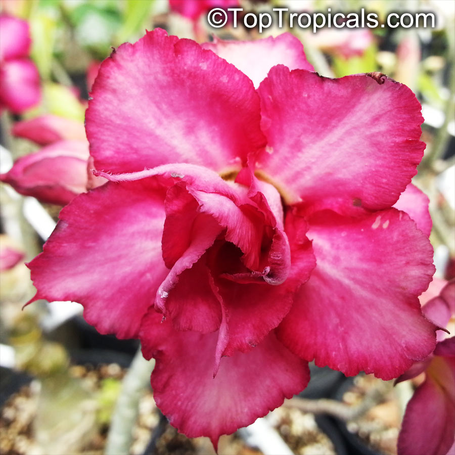 Adenium hybrid (double flower), Double Flower Desert Rose Hybrid. Adenium 'Purple Rose'