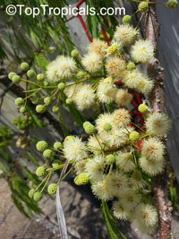 Acacia sp., Prickly Moses, Khair

Click to see full-size image
