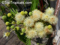 Acacia sp., Prickly Moses, Khair

Click to see full-size image