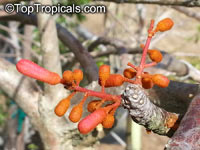 Sterculia urens - seeds

Click to see full-size image