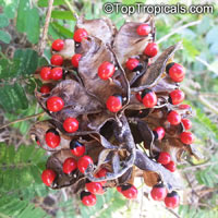 Abrus precatorius, Buddhist rosary bead, Rosary pea vine, Carolina muida, Deadly crab&apos;s eye, Lucky bean, Prayer beads, Weather plant, Wild liquorice