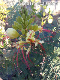 Caesalpinia gillesii (Цезальпинию Гиллеса) - растение