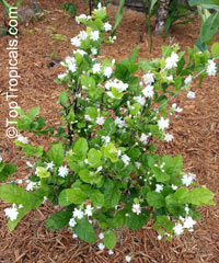 Jasminum sambac Mysore Mulli, Mysore Mulli Jasmine