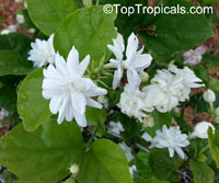 Jasminum sambac Mysore Mulli, Mysore Mulli Jasmine