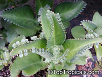 Bryophyllum daigremontianum, Kalanchoe crenato-daigremontiana, Kalanchoe daigremontiana, Mother of Thousands, Mother of Millions, Devils Backbone, Mexican Hat Plant

Click to see full-size image