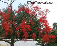 Brachychiton acerifolius, Flame Tree
