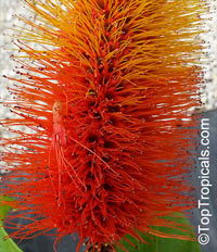 Combretum aubletii, Monkey's brush

Click to see full-size image