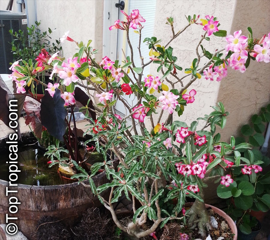 Adenium sp., Adenium, Desert Rose, Impala Lily