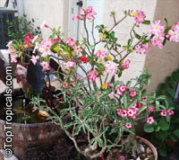 Adenium sp., Adenium, Desert Rose, Impala Lily

Click to see full-size image