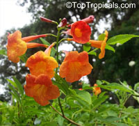 Tecoma alata, Tecoma guarume, Orange Trumpet Flower, Cahuato, Orange Bells, Yellow Bells