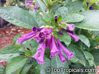 Iochroma warscewiczii, Purple bells

Click to see full-size image