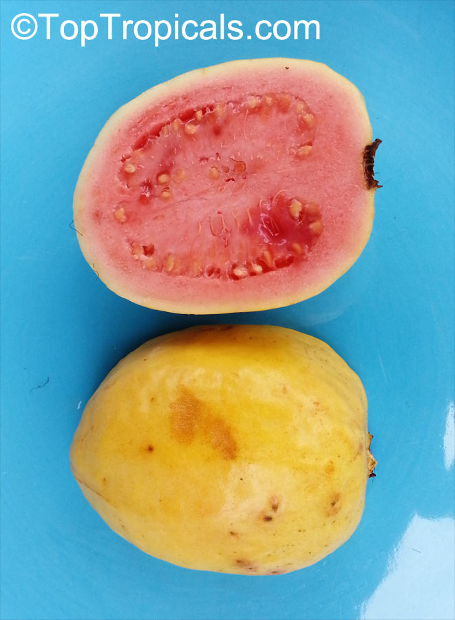 Psidium guajava, Tropical Guava, Guajava. Guava var. 10-30