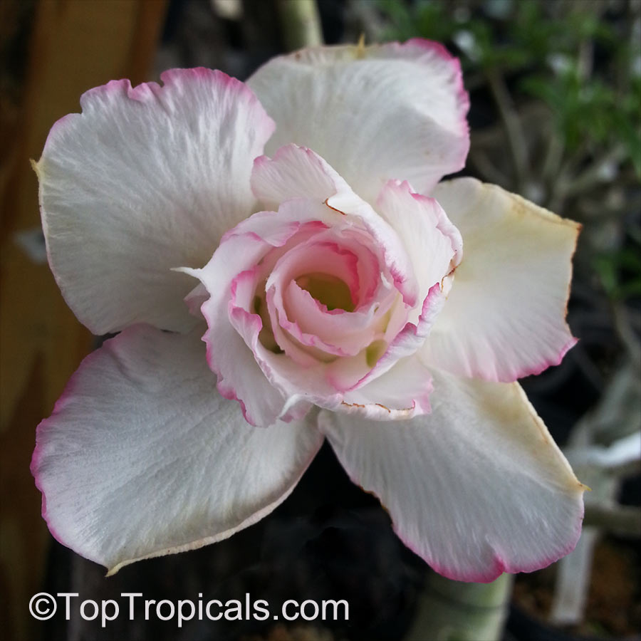 Adenium hybrid (double flower), Double Flower Desert Rose Hybrid. Adenium 'Beauty Queen'