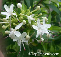 Clerodendrum heterophyllum, Clerodendrum aculeatum, Tree of little stars, Escambron, Tamourette

Click to see full-size image
