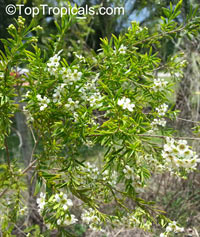 Sannantha similis, Babingtonia similis, Babingtonia, Tall Baeckea

Click to see full-size image