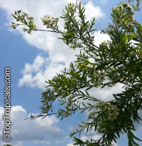 Sannantha similis, Babingtonia similis, Babingtonia, Tall Baeckea

Click to see full-size image