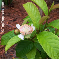 Tetracera indica, Tetracera