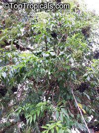 Sambucus sp., Elder

Click to see full-size image