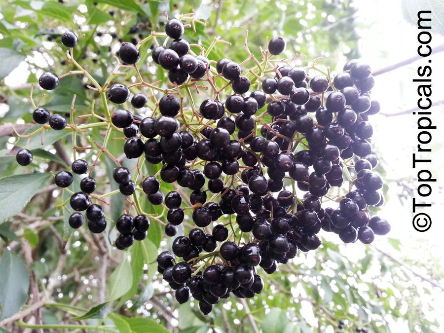 Sambucus canadensis Elderberry, American Elder berries