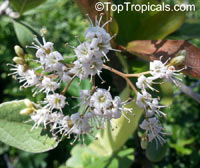 Ehretia sp., Puzzle bush

Click to see full-size image