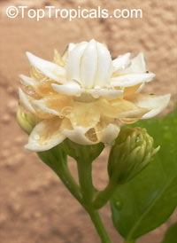Jasminum sambac Malichat x Arabian Nights, Jasminum sambac Rosebud

Click to see full-size image