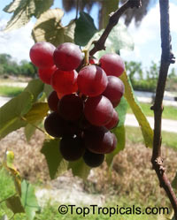 Vitis labrusca x vinifera - Catawba Grape

Click to see full-size image