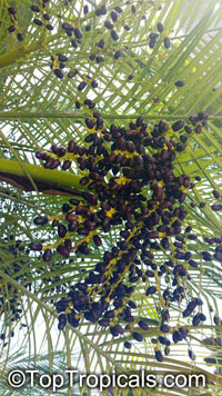Phoenix roebelenii, Pigmy Date Palm

Click to see full-size image