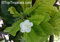 Cordia superba, Brazilian Cordia, Geiger Tree White

Click to see full-size image