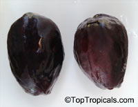 Cola sp., Cola Nut, Kola, Guru Nut. Cola lepidota seeds