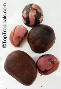 Cola sp., Cola Nut, Kola, Guru Nut

Click to see full-size image