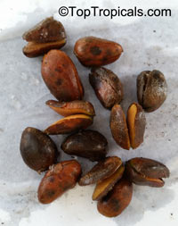 Cola sp., Cola Nut, Kola, Guru Nut

Click to see full-size image