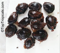 Tetrapleura tetraptera, Adenanthera tetraptera, Aidan Tree, Prekese. Tetrapleura tetraptera seeds