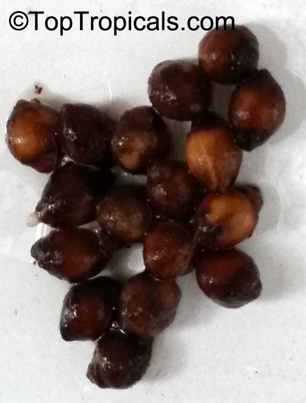 Maesobotrya sp., Maesobotrya. Maesobotrya barteri seeds