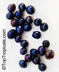 Pollia condensata, Marble Berry

Click to see full-size image