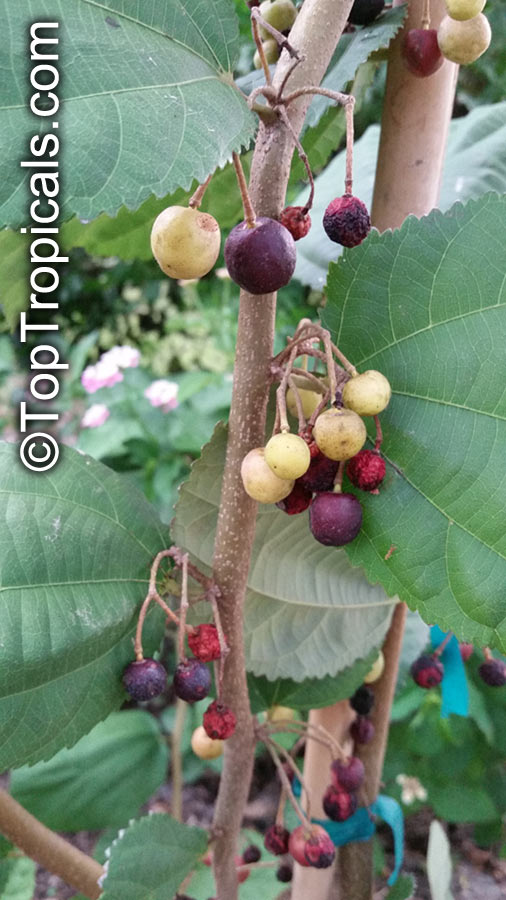 Grewia asiatica - Falsa, Sherbet Berry