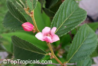 Samyda pubescens, Kase Sek

Click to see full-size image