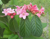 Samyda pubescens, Kase Sek

Click to see full-size image