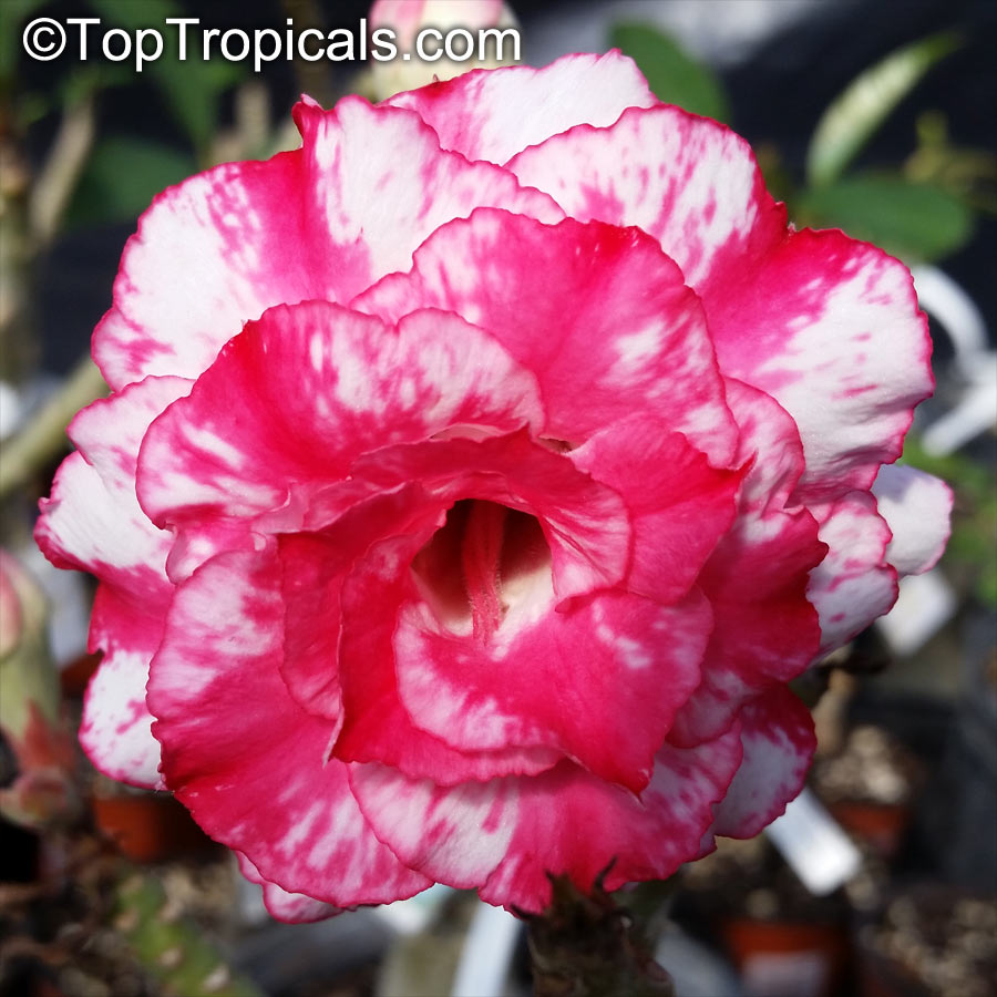 Adenium hybrid (double flower), Double Flower Desert Rose Hybrid. Adenium 'Bua Chompoo'