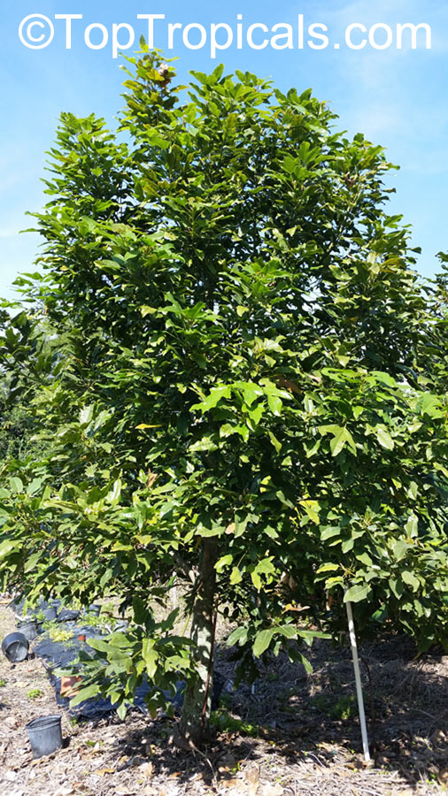 Brachychiton acerifolius, Flame Tree