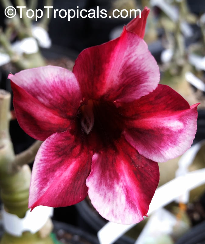 Adenium obesum, Desert Rose, Impala Lily. Adenium 'Moung Sakda'