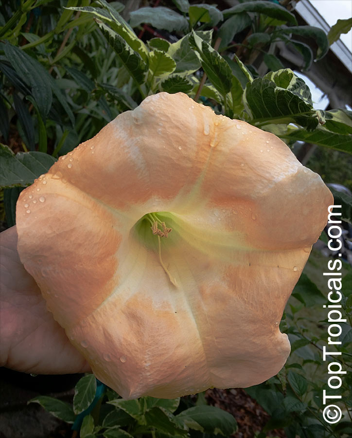 Brugmansia hybrid Peach, Angels Trumpet