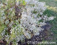 Iboza riparia, Tetradenia riparia, Musk Bush, Misty Plume Bush, Ginger Bush, Gemmerbos, Watersalie

Click to see full-size image