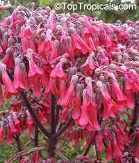 Kalanchoe serrata, Bryophyllum serratum, Kalanchoe Magic Tower

Click to see full-size image