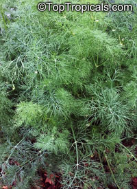 Anethum graveolens, Dill

Click to see full-size image
