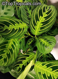Maranta leuconeura, Prayer Plant

Click to see full-size image