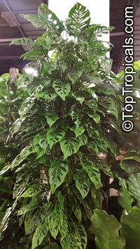 Monstera obliqua, Monstera, Window Leaf, Swiss Cheese Philodendron

Click to see full-size image